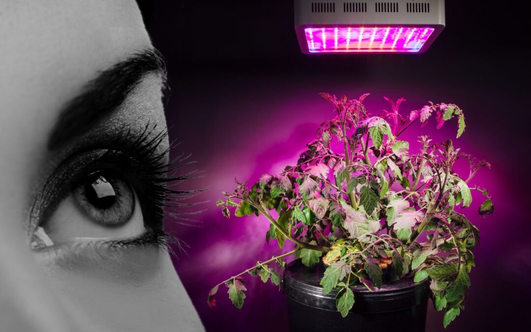 Are LED Grow Lights Bad for Your Eyes Safe?