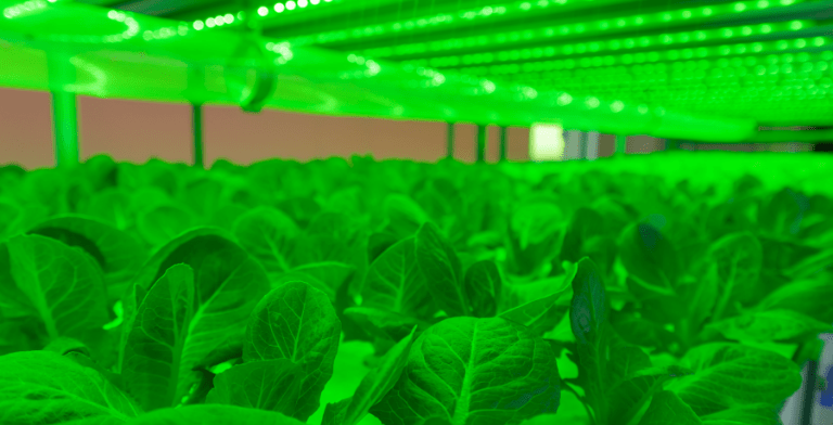 How Benefits Green LED Grow Lights Effects For Plants？