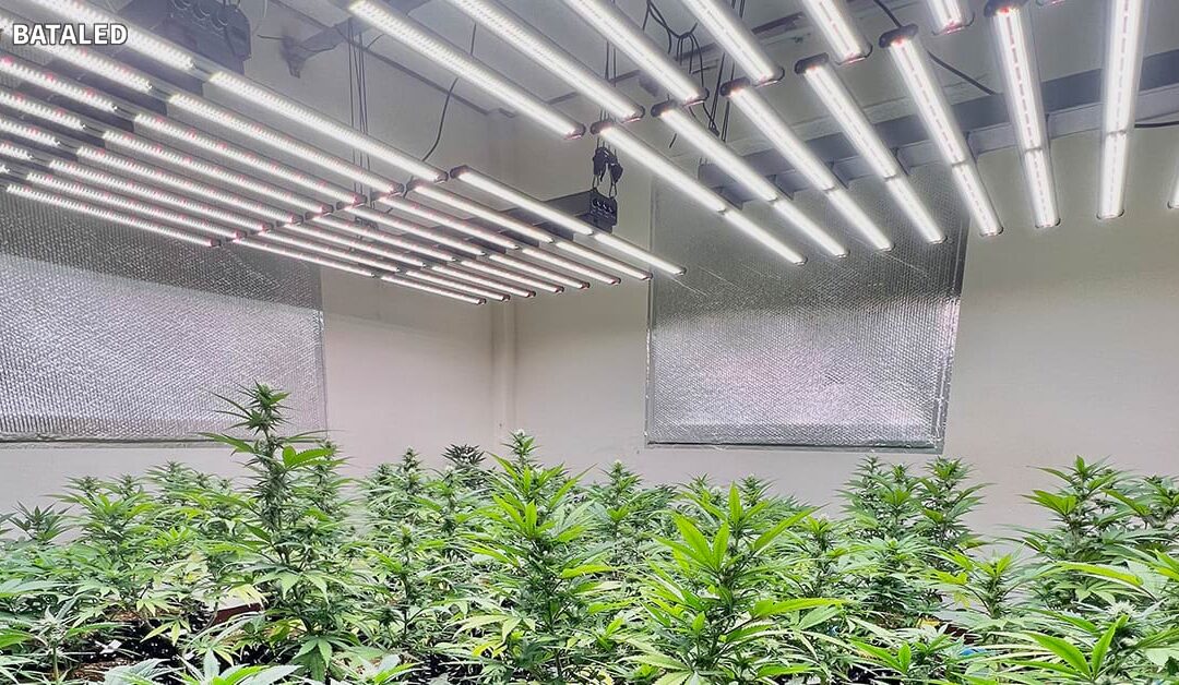 Are White LED Grow Lights the Secret to Thriving Indoor Plants?