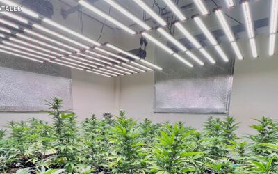 Are White LED Grow Lights the Secret to Thriving Indoor Plants?