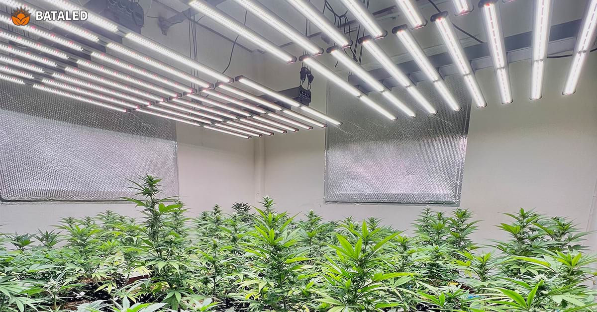 Are White LED Grow Lights the Secret to Thriving Indoor Plants?