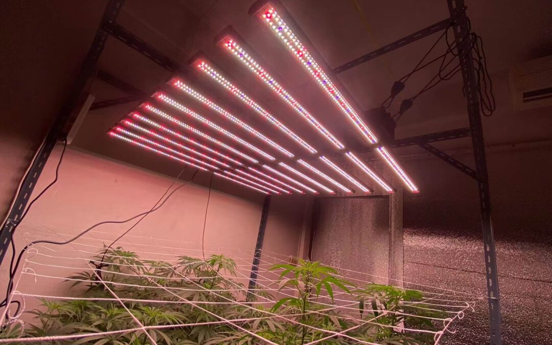 Essential Guide: How LED Grow Lights Work and How to Use Them