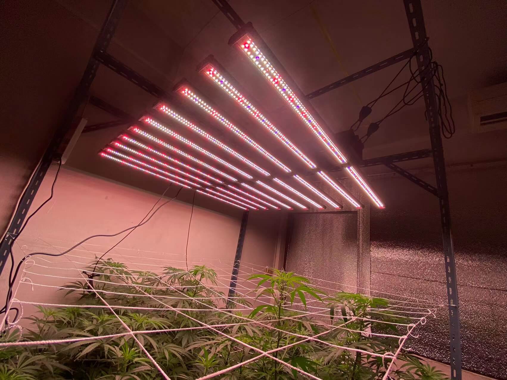 Featured image for blog post: Essential Guide: How LED Grow Lights Work and How to Use Them