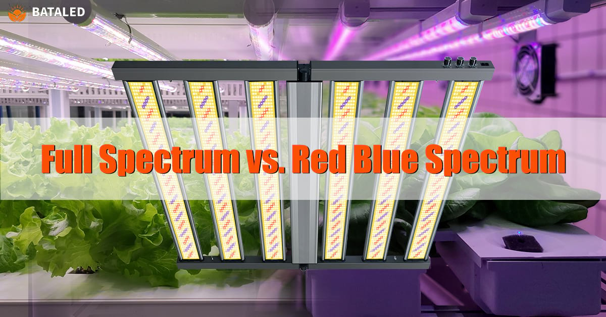 Full Spectrum vs. Red/Blue Grow Lights: The Ultimate Guide