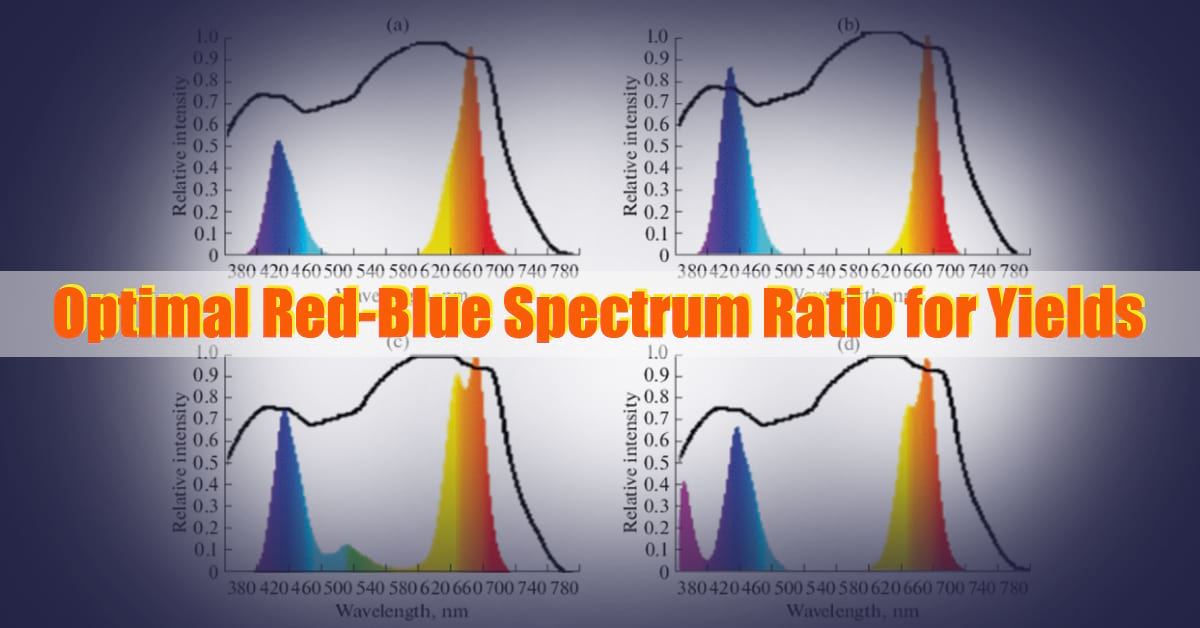 Optimizing LED Grow Lights: Finding the Best Red-Blue Spectrum Ratio for Maximum Yields