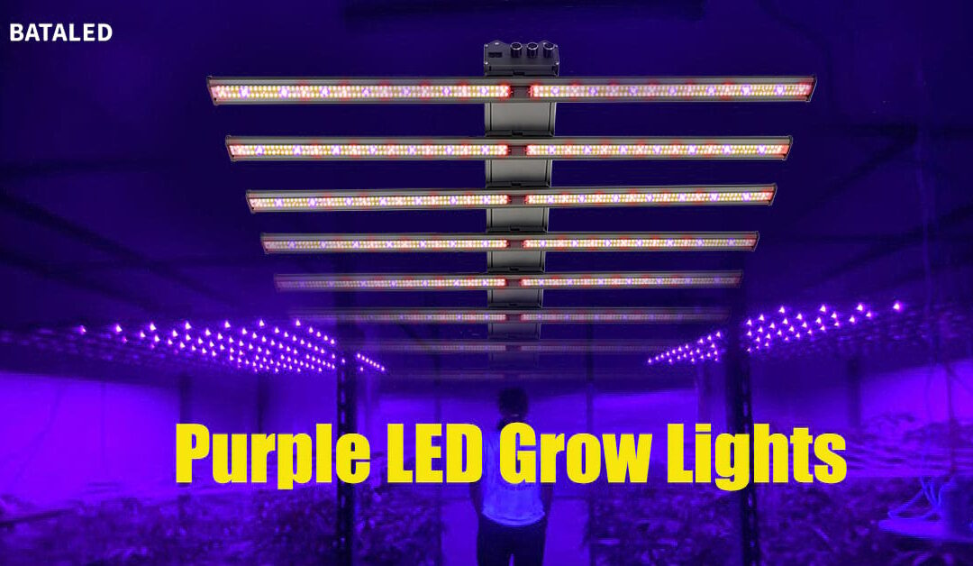 Why Are LED Grow Lights Purple: The Secret Behind Plant Growth