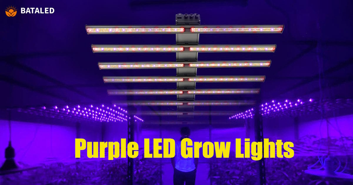 Why Are LED Grow Lights Purple: The Secret Behind Plant Growth