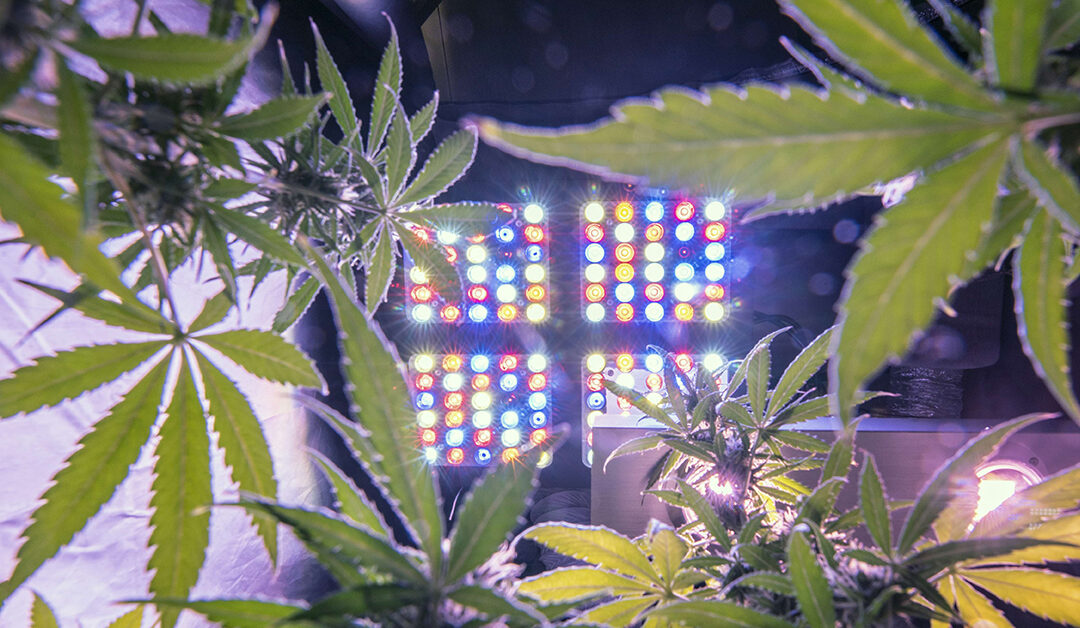 Optimal LED Grow Light Distance: How Far Should It Be from Plants