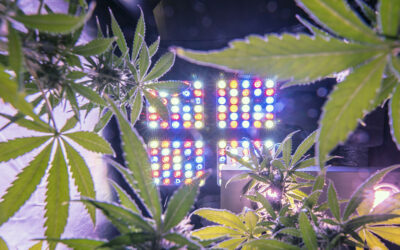 Optimal LED Grow Light Distance: How Far Should It Be from Plants