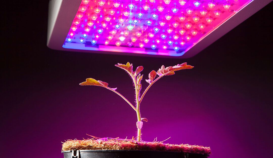 Ultimate Guide to Grow Light Distance Charts for Various Plants