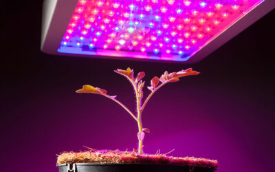 Ultimate Guide to Grow Light Distance Charts for Various Plants