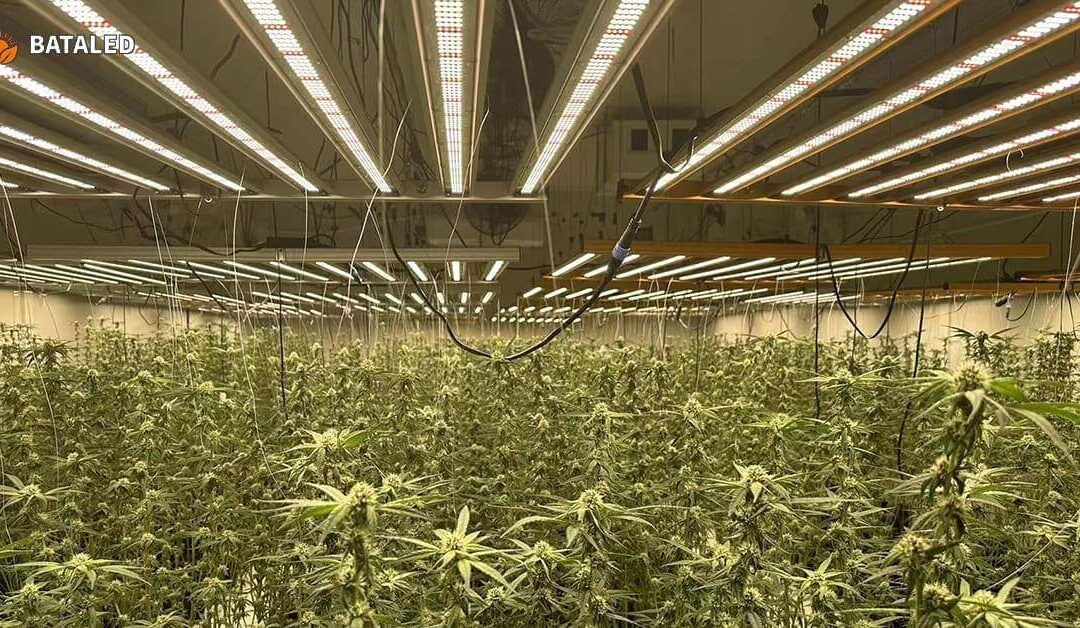 Mastering Indoor Cannabis Cultivation: Complete Guide to LED Grow Lights