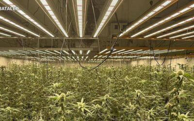 Mastering Indoor Cannabis Cultivation: Complete Guide to LED Grow Lights