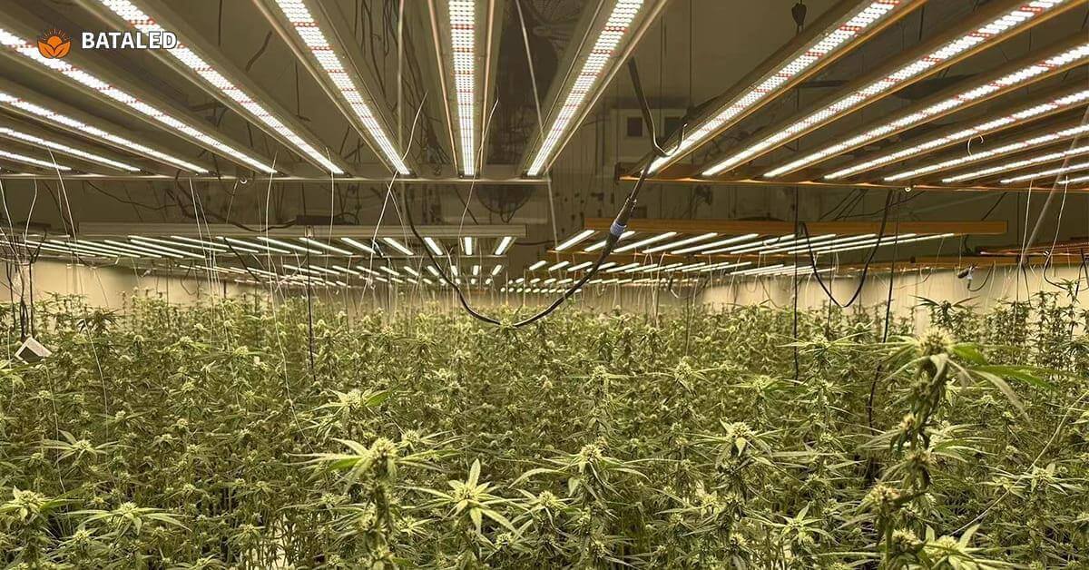 Mastering Indoor Cannabis Cultivation: Complete Guide to LED Grow Lights