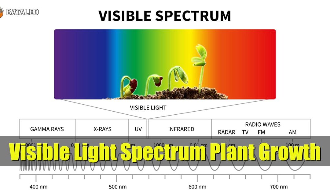 Unlocking the Visible Light Spectrum: How to Maximize Plant Growth and Photosynthesis Efficiency