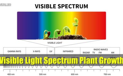 Unlocking the Visible Light Spectrum: How to Maximize Plant Growth and Photosynthesis Efficiency