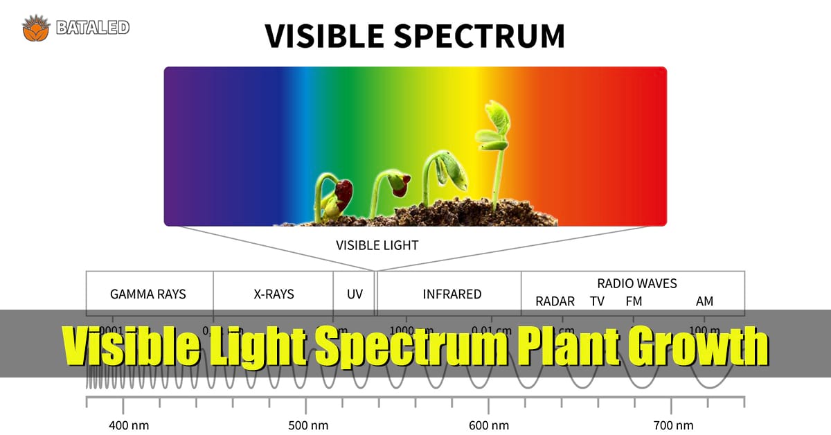 Unlocking the Visible Light Spectrum: How to Maximize Plant Growth and Photosynthesis Efficiency