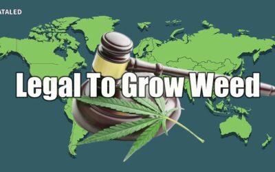 Where It’s Legal to Grow Cannabis: Ultimate Tips & Cultivation Laws