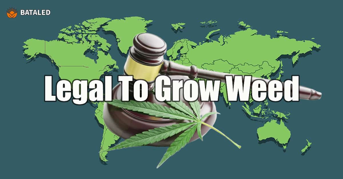 Where It's Legal to Grow Cannabis: Ultimate Tips & Cultivation Laws