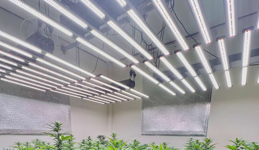 Are different Full Spectrum White color LED Grow Lights good for indoor plants?