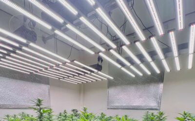 Are different Full Spectrum White color LED Grow Lights good for indoor plants?