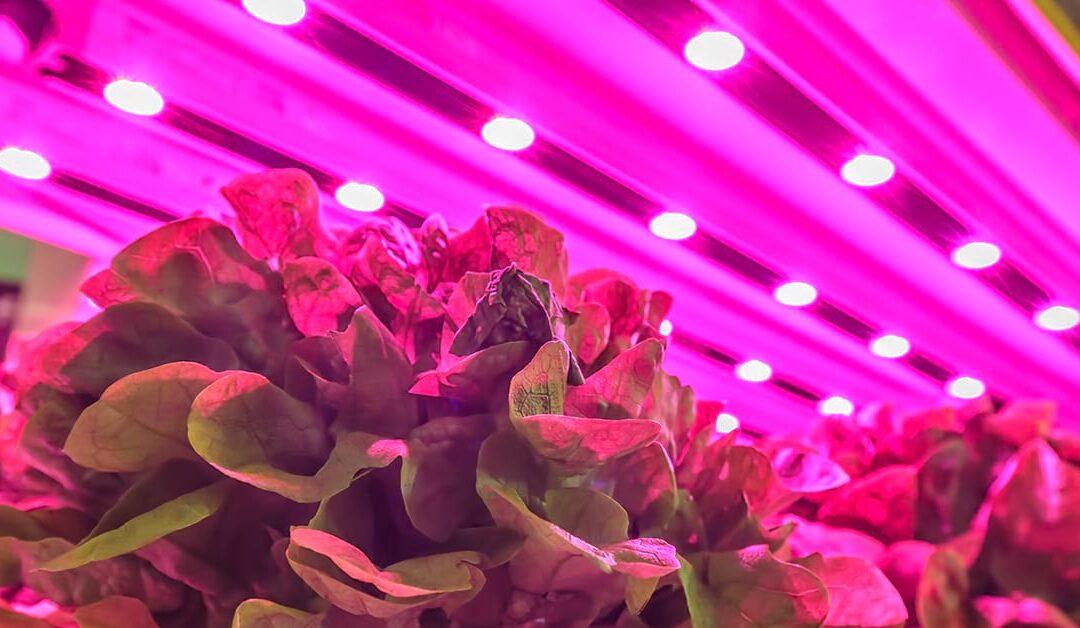 How infrared(ir) red spectrum wavelength led grow lights Affect for flowering plants?