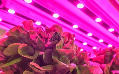 How infrared(ir) red spectrum wavelength led grow lights Affect for flowering plants?