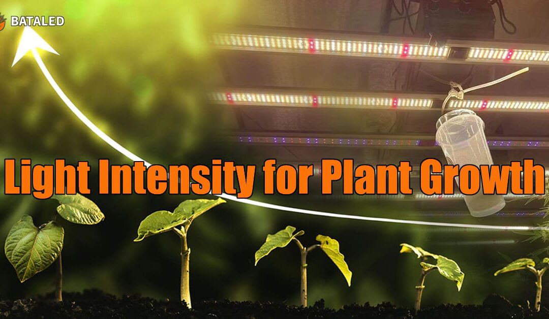 Mastering Grow Light Intensity for Optimal Plant Growth