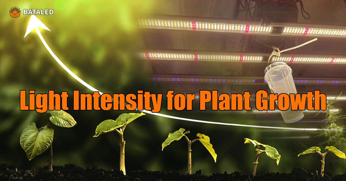 Mastering Grow Light Intensity for Optimal Plant Growth